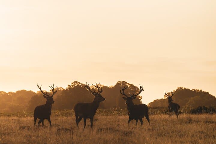 Sunset Deer Photography Workshop at Richmond Park, London photo 6