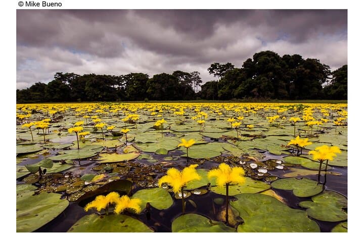 8-Day Pantanal Jaguar Safari: Jaguars, Birds & Boat Cruises photo 2