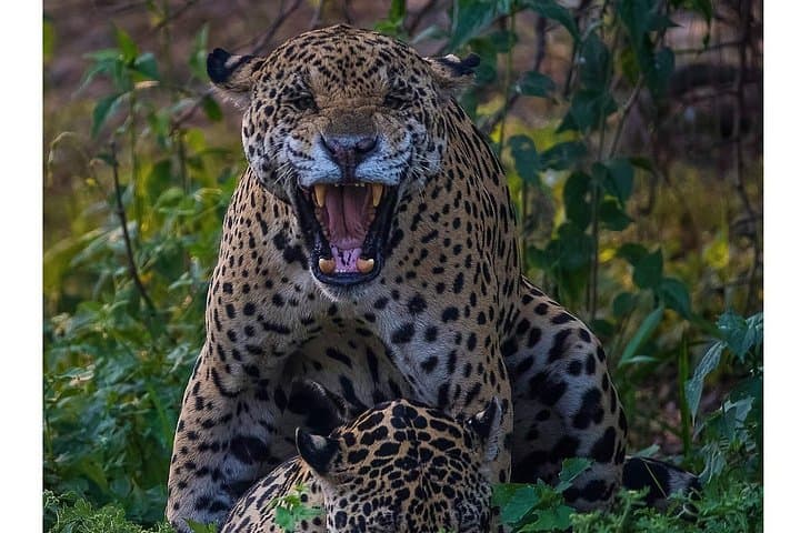 8-Day Pantanal Jaguar Safari: Jaguars, Birds & Boat Cruises photo 3