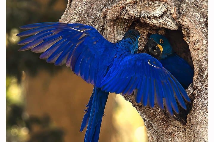 8-Day Pantanal Jaguar Safari: Jaguars, Birds & Boat Cruises photo 4