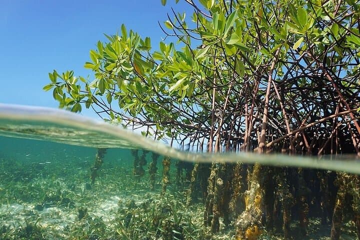 Speedboat & Snorkel: Nichupté Lagoon to Punta Nizuc Reef photo 5