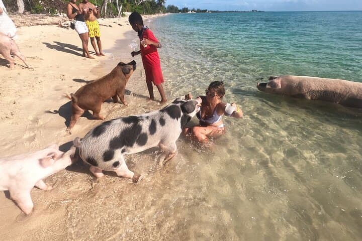 Nassau Private Boat Tour: Snorkel Reefs, Swim with Turtles & Pigs photo 4