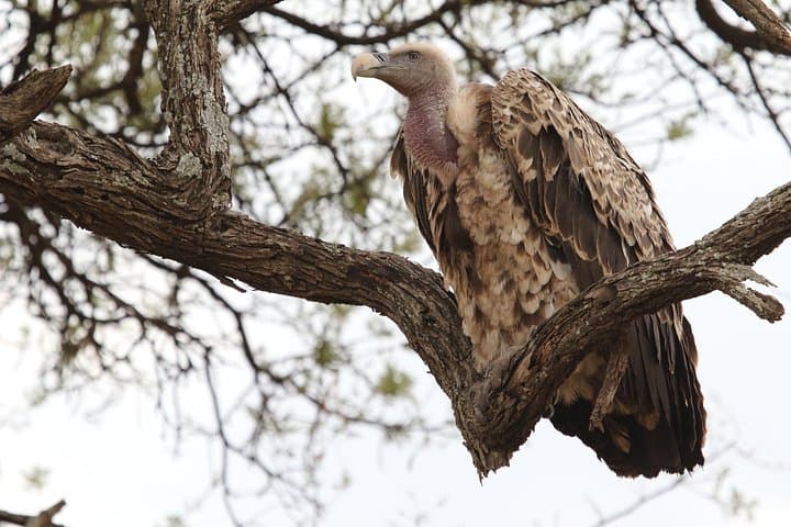 2-Day Tarangire & Ngorongoro Camping Safari — Crater Game Drives and Giant Elephants photo 2