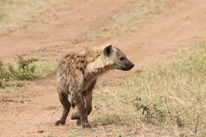 2-Day Tarangire & Ngorongoro Camping Safari — Crater Game Drives and Giant Elephants photo 3