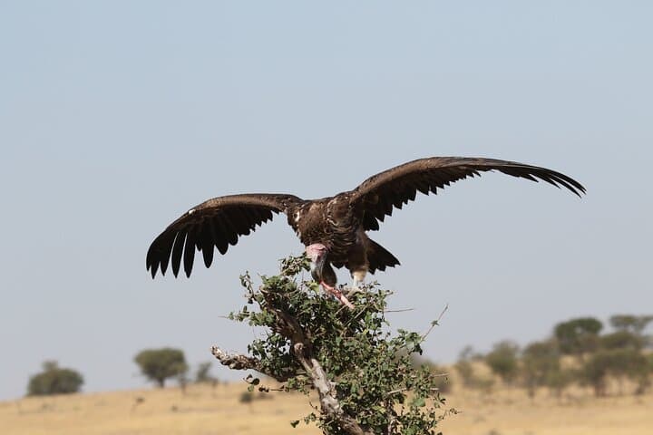 2-Day Tarangire & Ngorongoro Camping Safari — Crater Game Drives and Giant Elephants photo 1