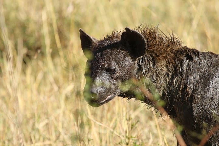 2-Day Tarangire & Ngorongoro Camping Safari — Crater Game Drives and Giant Elephants photo 4