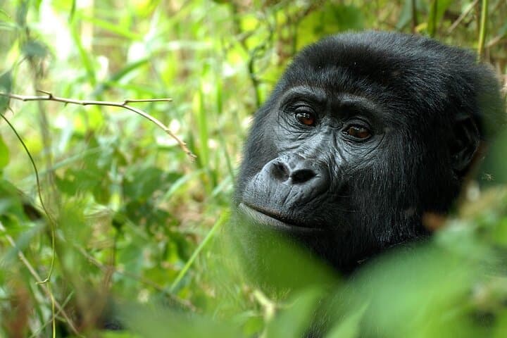 Classic Rwanda Safari: 10-Day Gorilla, Chimp & Lake Kivu Adventure photo 6