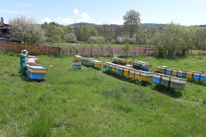 Private Beekeeping Day Trip from Bucharest — Apiary Tour & Honey Tasting photo 2