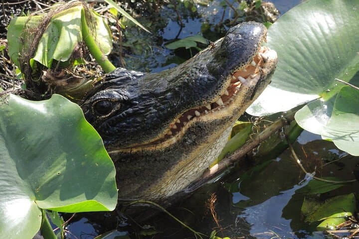 Small-Group Everglades Airboat Tour: 60-Minute River of Grass Semi-Private Charter photo 2