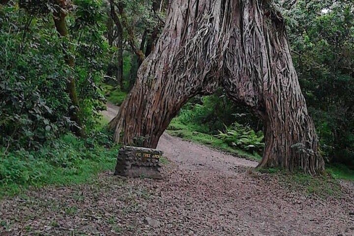 4-Day Mount Meru Private Trekking Tour — Arusha National Park Summit Trek photo 6