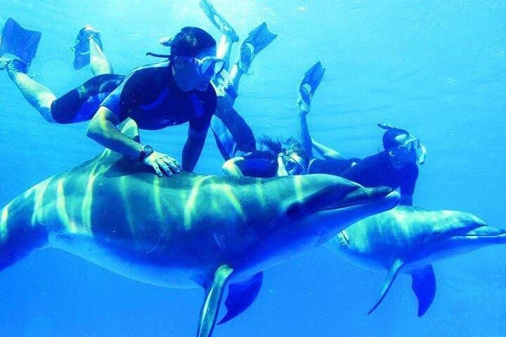 Marsa Alam Snorkeling & Dolphin Swim at Dolphin House (Day Trip)