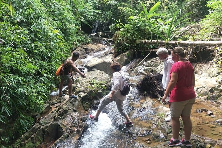 Phuket Jungle Trekking at Khao Phra Taew National Park — Half & Full Day Rainforest Hike photo 3