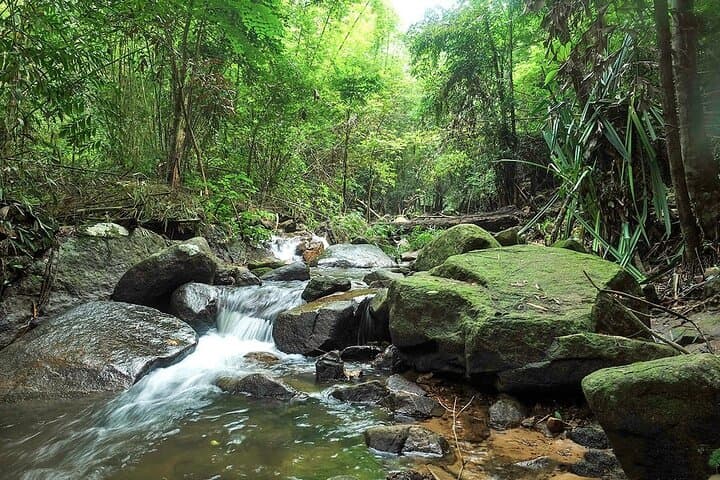 Phuket Jungle Trekking at Khao Phra Taew National Park — Half & Full Day Rainforest Hike photo 4