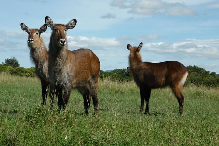 3-Day Sirimon Route Trek to Mount Kenya’s Point Lenana photo 5