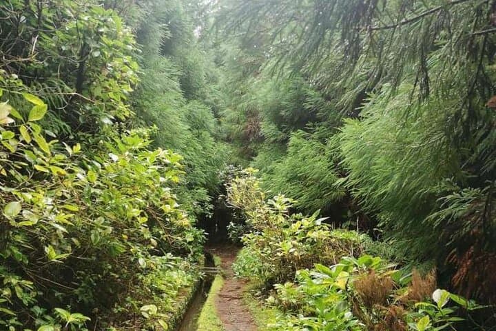 Private Levada Hike on Faial Island — 3–4 Hour Guided Trail photo 3