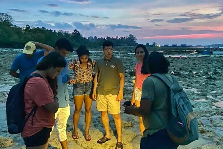 Havelock Marine Trail: Low-Tide Walk Through Mangroves, Seagrass & Coral