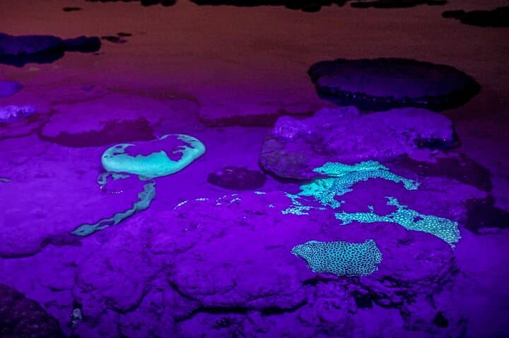 Havelock Marine Trail: Low-Tide Walk Through Mangroves, Seagrass & Coral photo 3