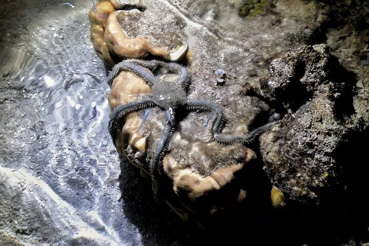 Havelock Marine Trail: Low-Tide Walk Through Mangroves, Seagrass & Coral photo 5