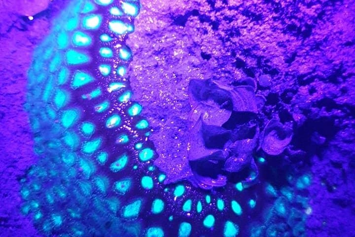 Havelock Marine Trail: Low-Tide Walk Through Mangroves, Seagrass & Coral photo 6