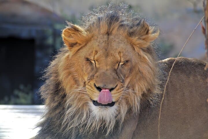 Full-Day Serengeti Safari from Mwanza — Wildlife, Rivers & Rolling Plains photo 1