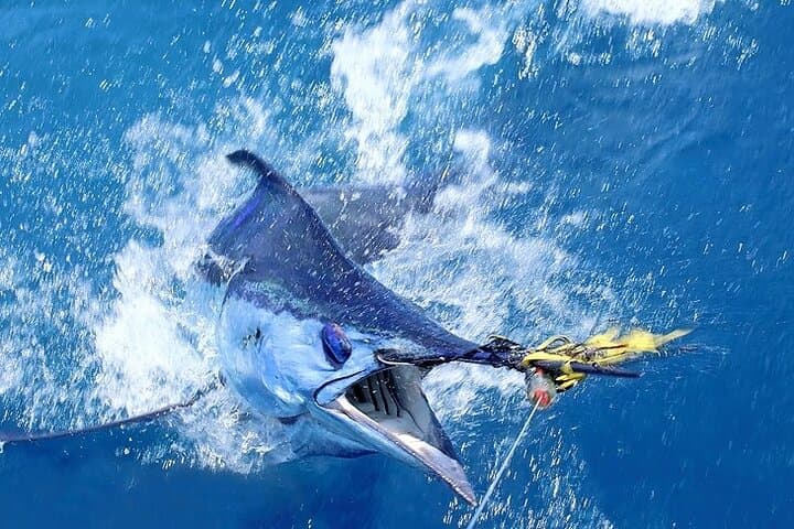 Private Deep Sea Fishing Adventure in Montego Bay: A Family-Friendly Offshore Experience photo 5