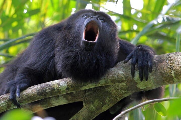 Monkey River Tour from Hopkins — Howler Monkeys, Manatees & Village Lunch photo 2
