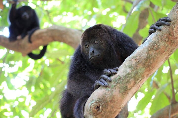 Monkey River Tour from Hopkins — Howler Monkeys, Manatees & Village Lunch photo 3