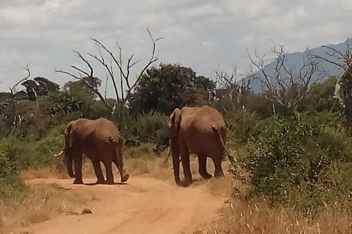 4-Day Kenya Safari: Amboseli & Tsavo East — Elephants Under Kilimanjaro photo 4