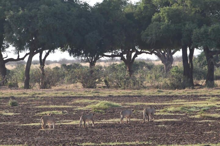 4-Day Kenya Safari: Amboseli & Tsavo East — Elephants Under Kilimanjaro photo 6