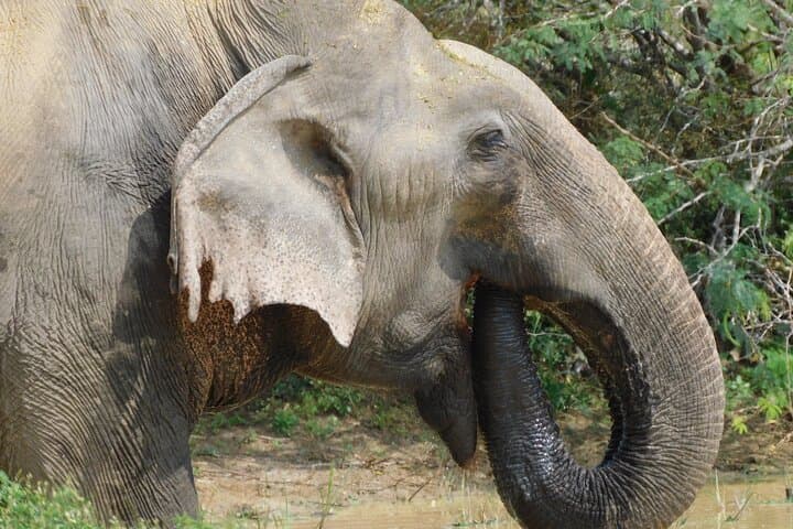 Yala Block 5 & 6 Safari — Lunugamwehera & Weheragala Leopard and Elephant Tour photo 5
