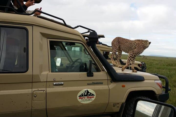 8-Day Tanzania Wildebeest Migration Safari: Tarangire, Serengeti, Ngorongoro & Lake Manyara photo 4