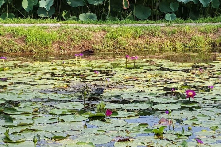 Three-Day Baekje Heritage Tour: Jeonju, Buyeo & Gongju UNESCO Highlights photo 6