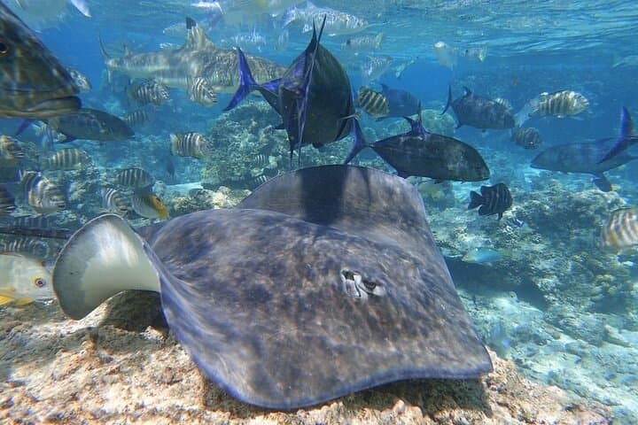 Sea Scooter Snorkel in Moorea: Reef Adventure at Temae & Stingray City photo 4