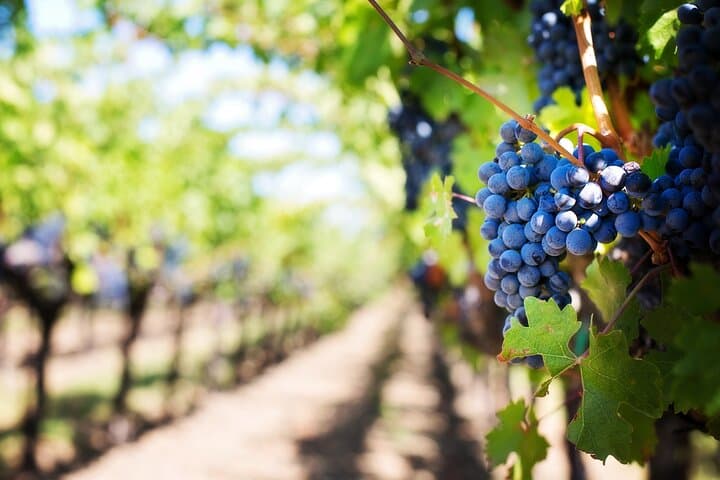 Vienna to Prague Private Transfer with Mikulov Winery Stop photo 3