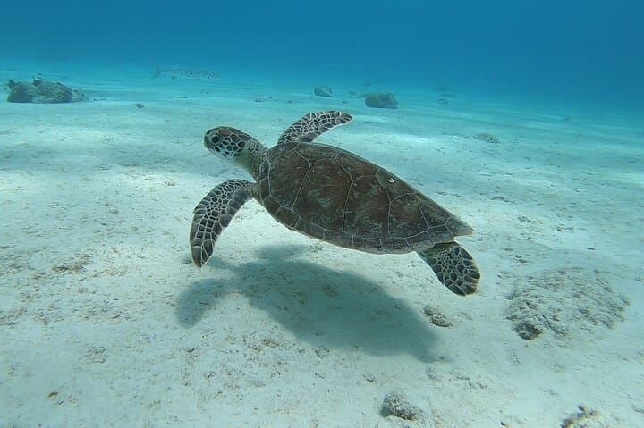 Bonaire Small-Group Shore Diving: Dive Like a Local on Remote Reefs photo 5