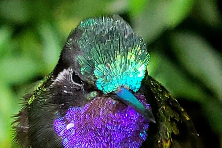 Tapantí Birdwatching: Small-Group Cloud-Forest Tour from Orosi