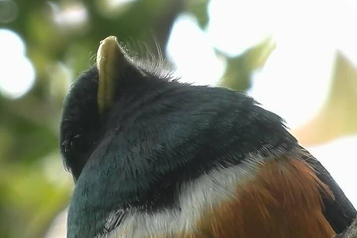 Tapantí Birdwatching: Small-Group Cloud-Forest Tour from Orosi photo 3