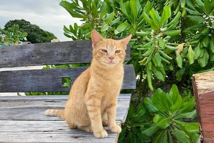 Khai Island Day Trip from Phuket: Snorkel, Beaches & Cat Encounters photo 3