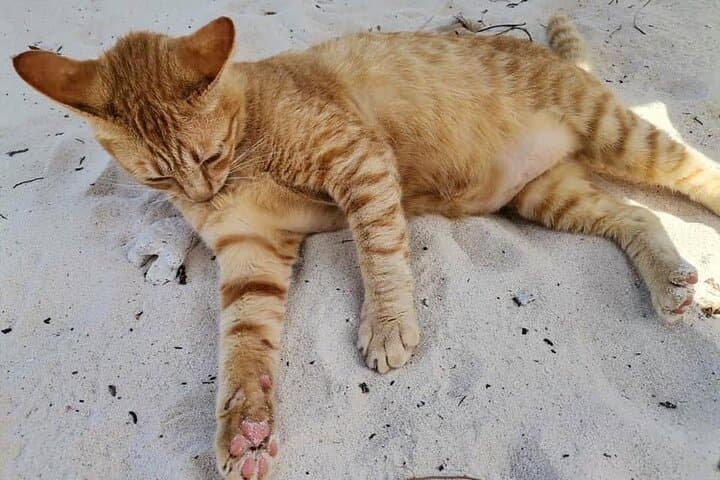 Khai Island Day Trip from Phuket: Snorkel, Beaches & Cat Encounters photo 5