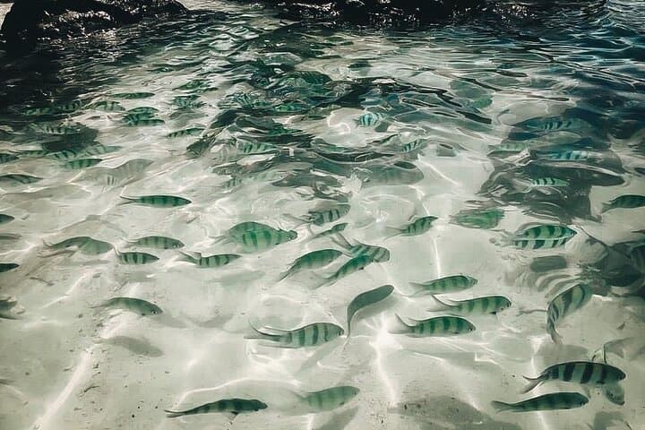 Khai Island Day Trip from Phuket: Snorkel, Beaches & Cat Encounters photo 6