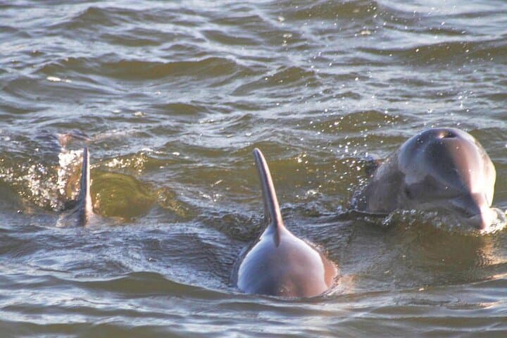 Orange Beach Dolphin and Nature Eco Tour — 2-Hour Pontoon Wildlife Cruise photo 3