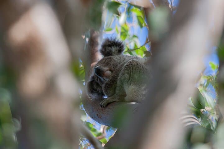 North Stradbroke Island Private Day Tour: Whales, Beaches & Brown Lake photo 4