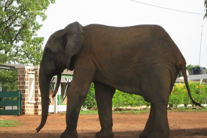 3-Day Mole National Park Elephant Safari from Tamale — Walking Safaris, Canoe & Village Visits photo 2