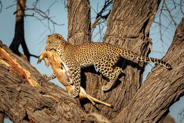 3-Day Serengeti and Ngorongoro Crater Safari: Big Cats, Wildebeest & Rim Camps photo 3