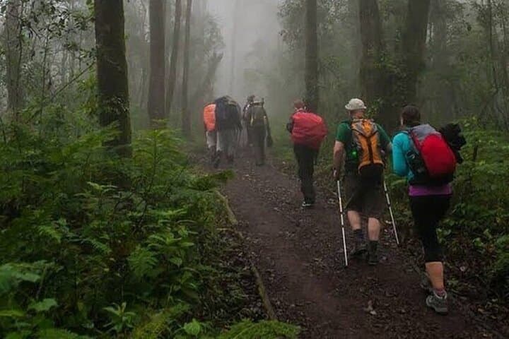 Mandara Hut Day Hike on Mount Kilimanjaro — Marangu Route Beginner Trek photo 6