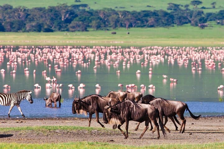 4-Day Northern Tanzania Safari: Tarangire, Serengeti & Ngorongoro with Materuni Waterfalls and Kikuletwa Hot Springs