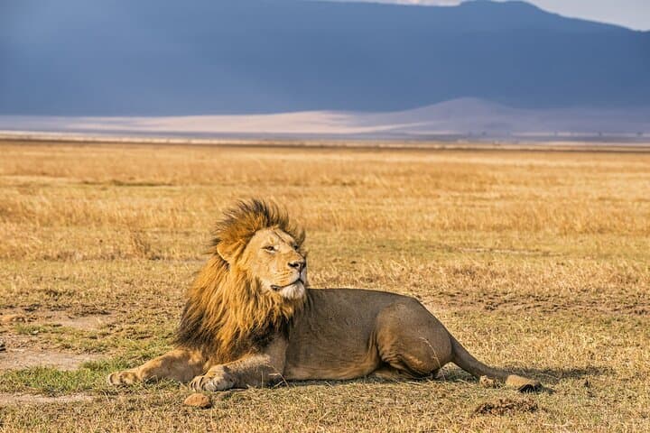 4-Day Northern Tanzania Safari: Tarangire, Serengeti & Ngorongoro with Materuni Waterfalls and Kikuletwa Hot Springs photo 5
