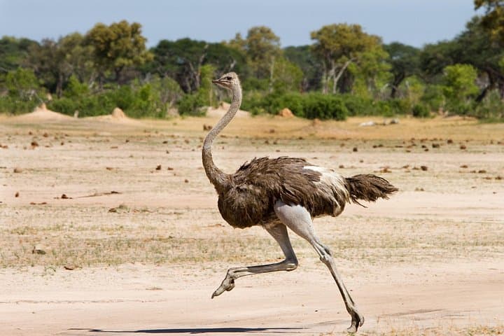 4-Day Safari: Tarangire, Serengeti & Ngorongoro Crater photo 3