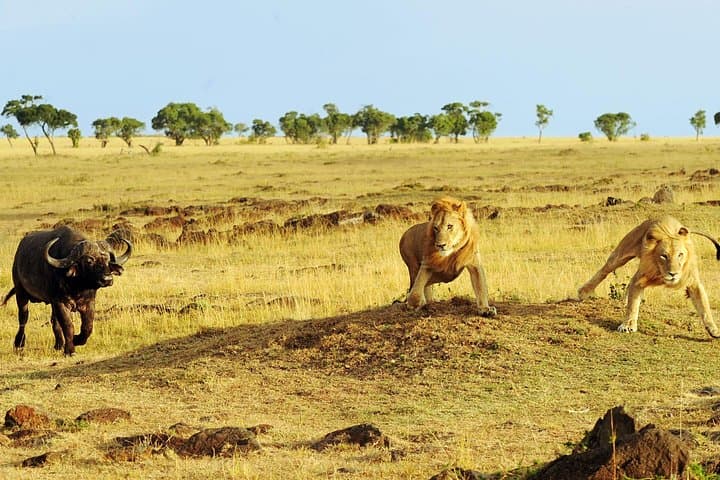 4-Day Safari: Tarangire, Serengeti & Ngorongoro Crater photo 4