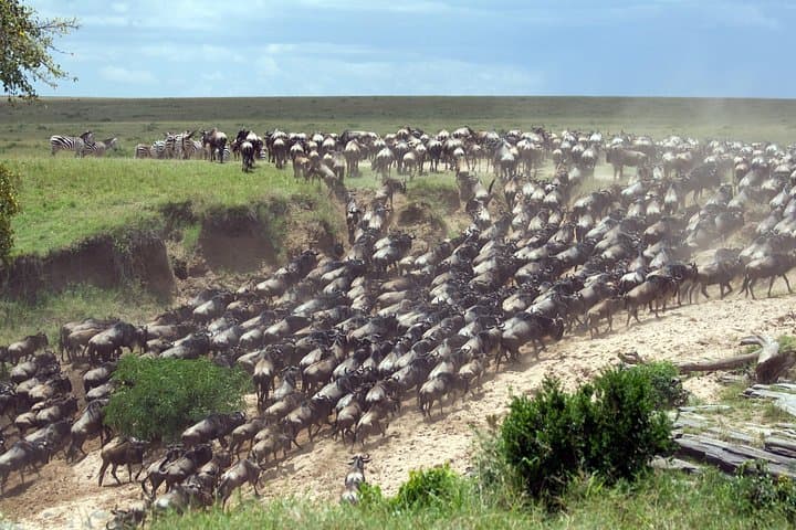 6-Day Wildebeest Migration Safari: Serengeti, Ngorongoro & Tarangire Camping photo 1